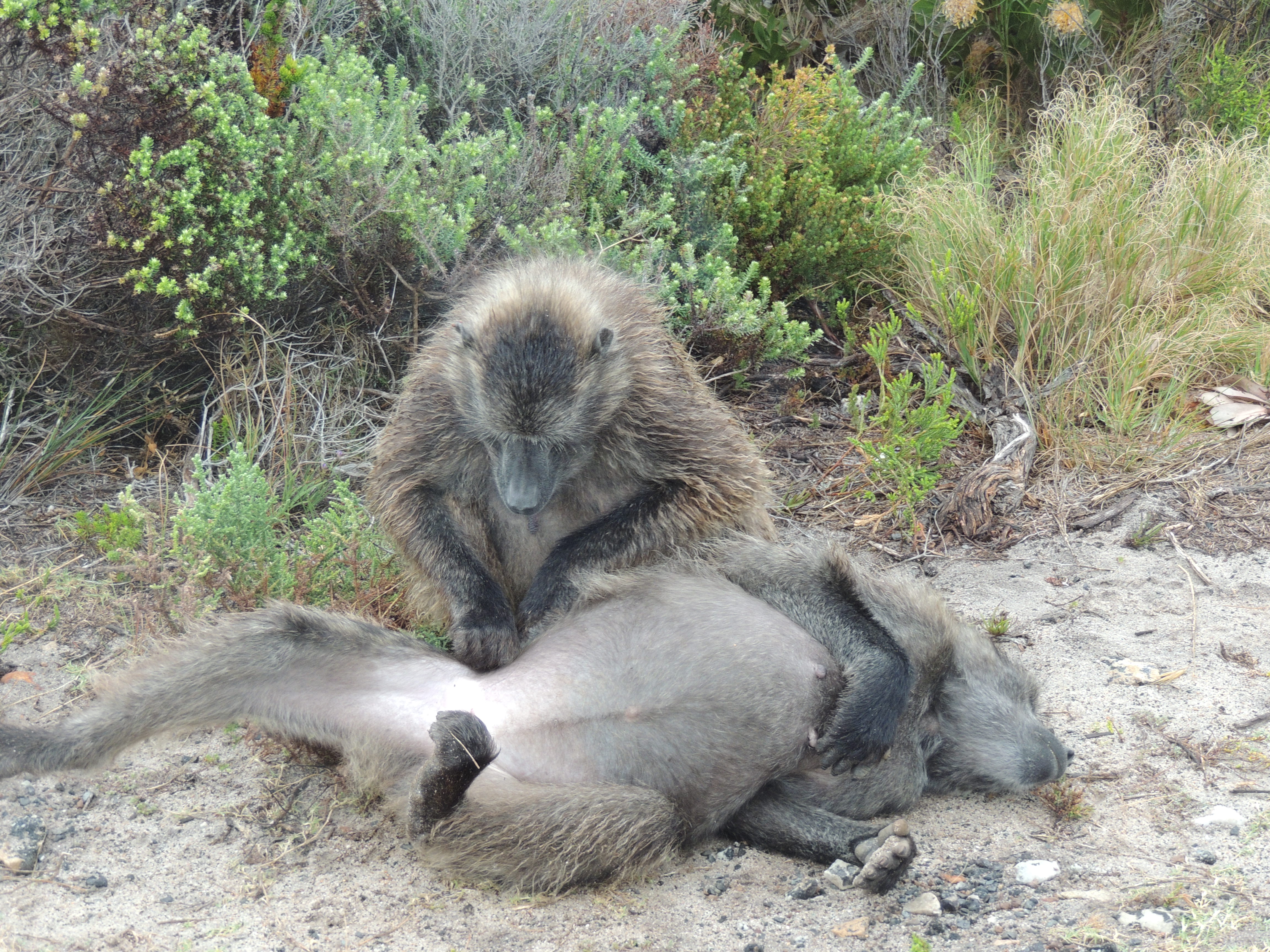 South African Baboons