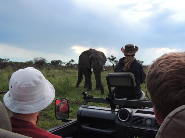 Elephant viewing on private game drive in Sabi Sands