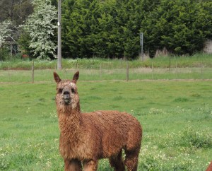Shedfest Bromfield Winery llama