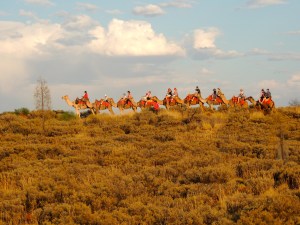 Uluru Camel Trail 2