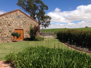 Murray Street Vineyard