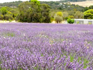 Lavendar Farm
