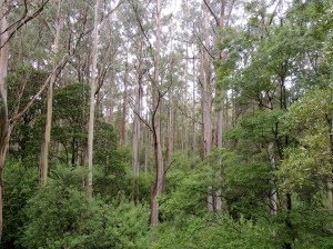 Otway National Park