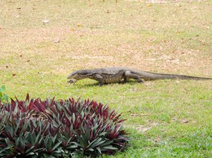 Monitor Lizard