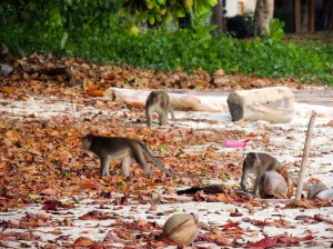 Wild Monkeys on Survivor Island