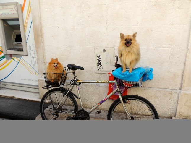 Cute puppies, Split, Croatia