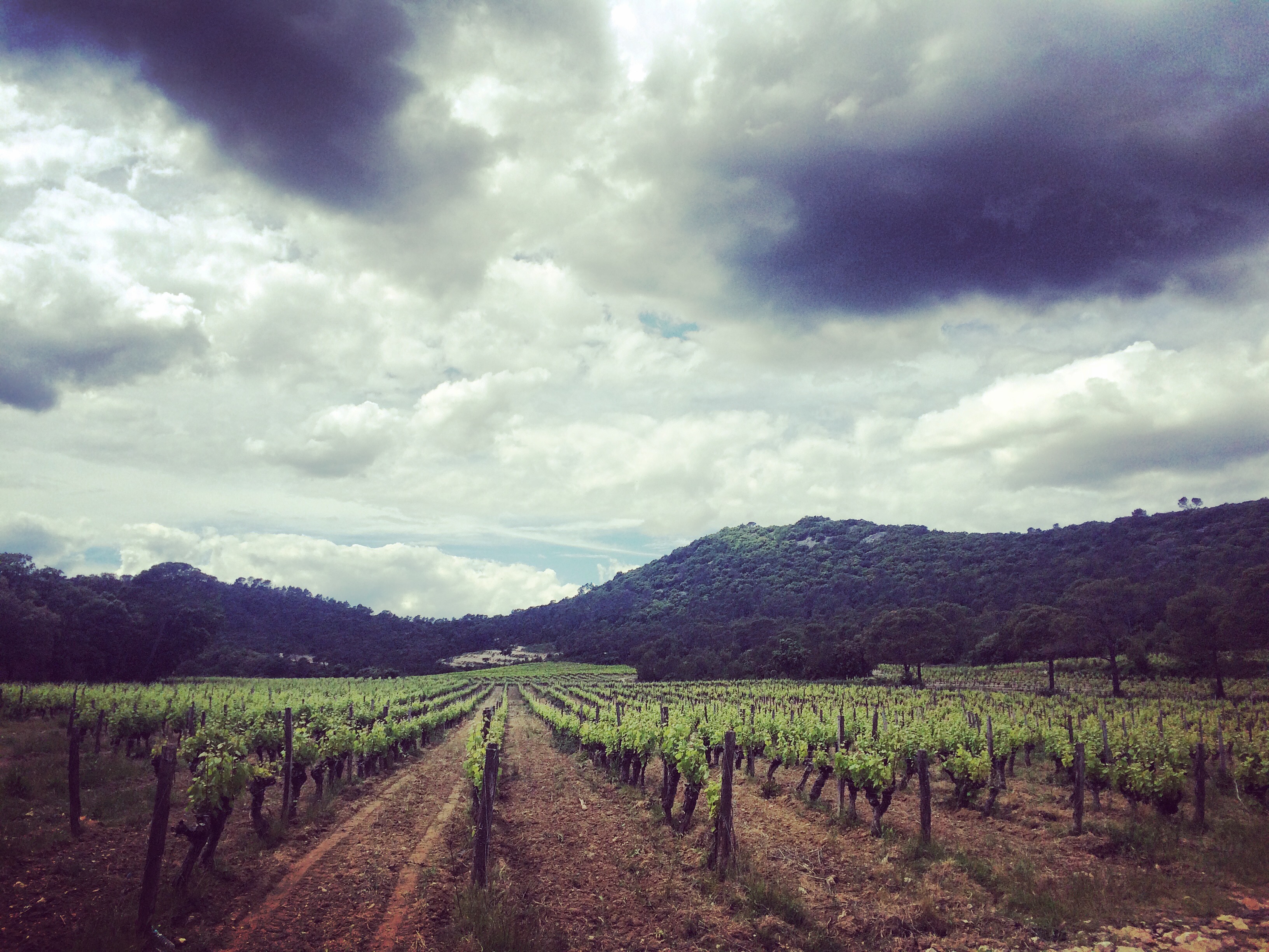 Château La Roque Vineyard