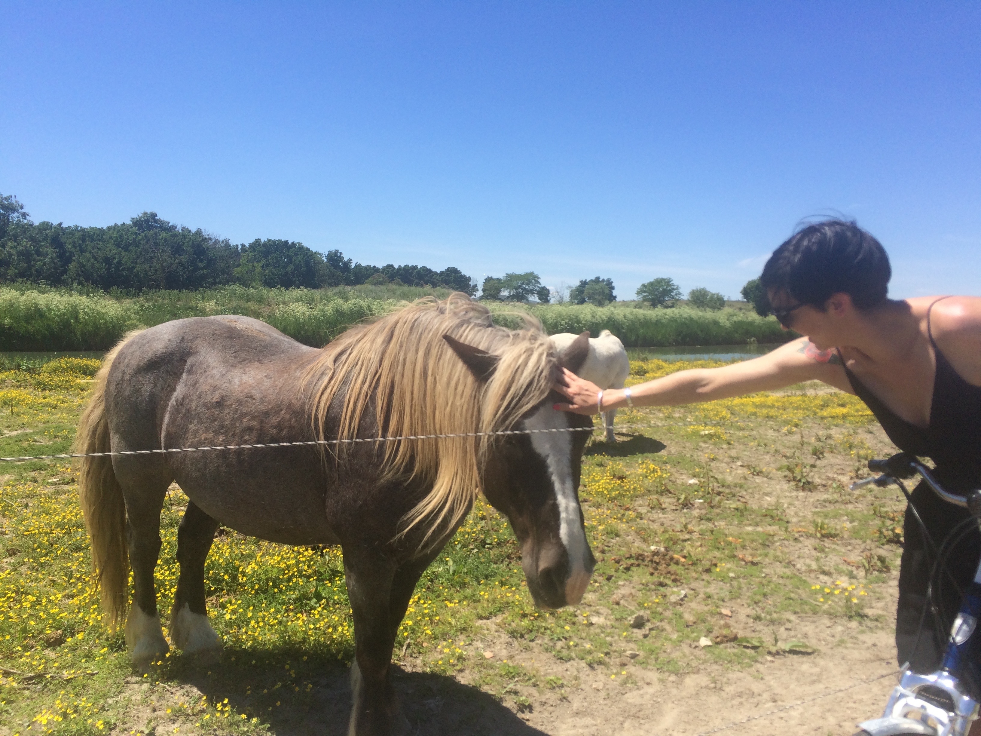 Montpellier wild horses