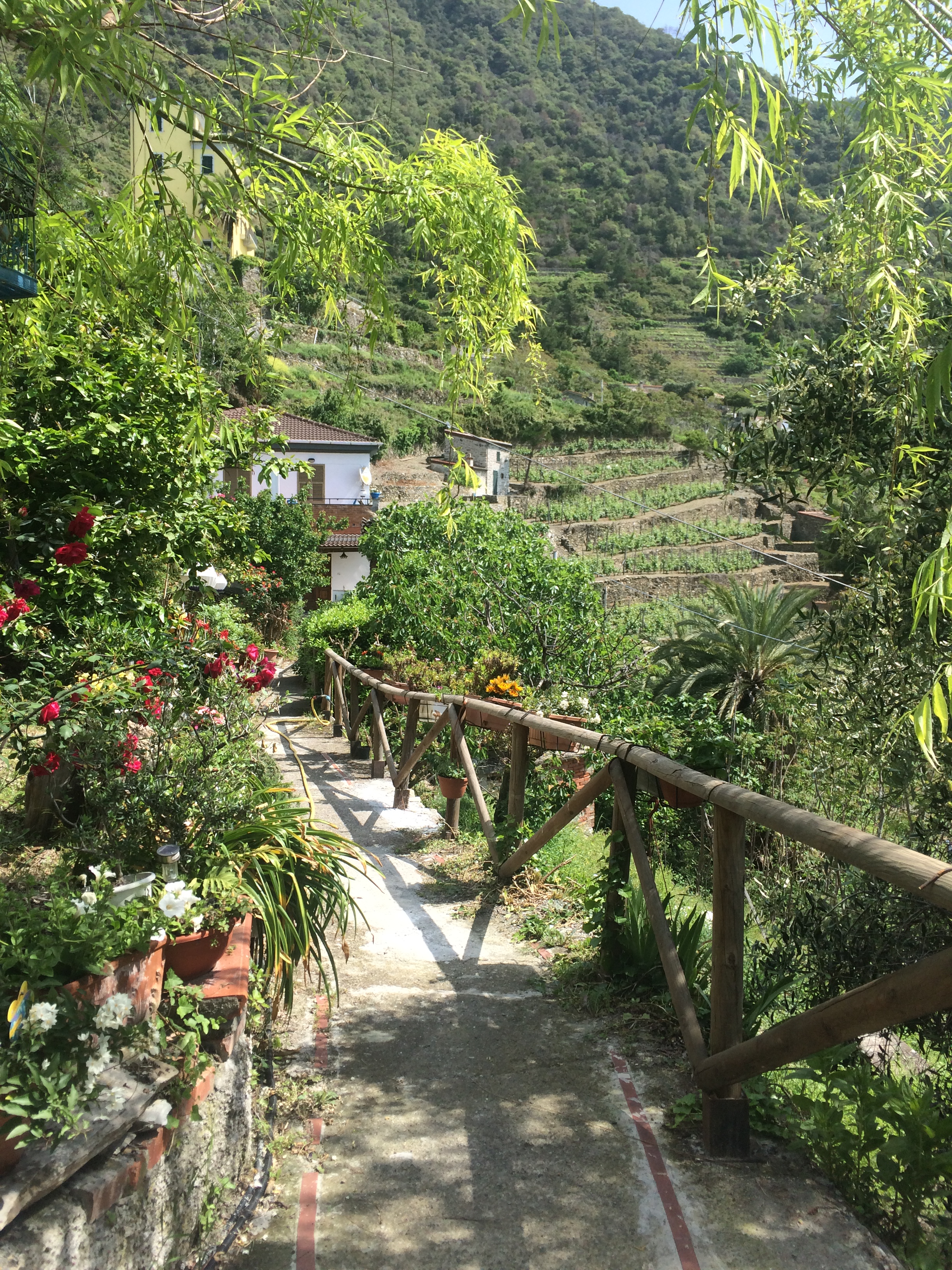 Vineyard in Corniglia, Cinque Terre