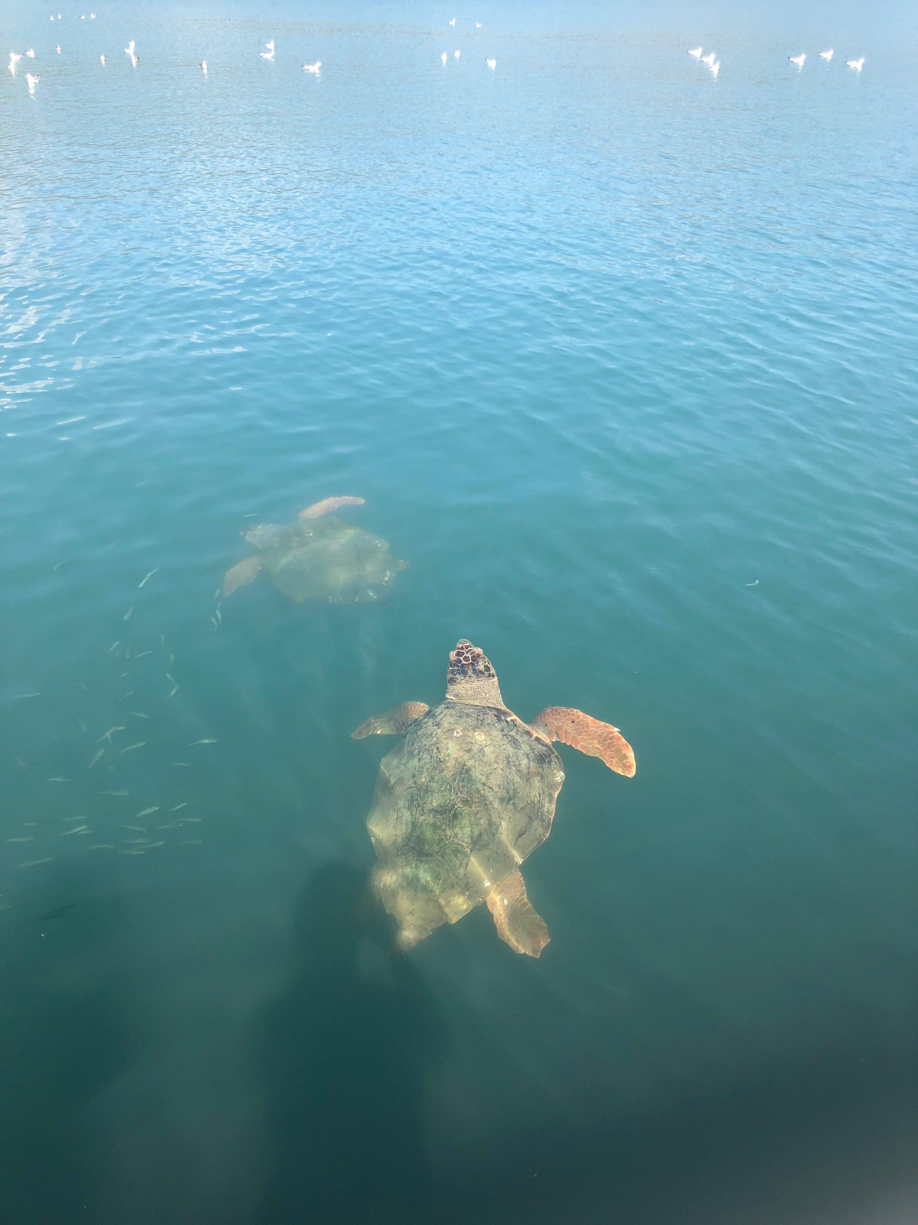 Sea turtles in Argostoli, Kefalonia