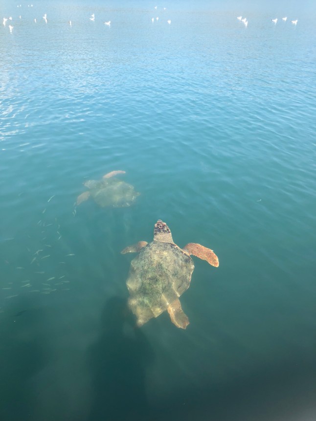 Sea turtles in Argostoli, Kefalonia