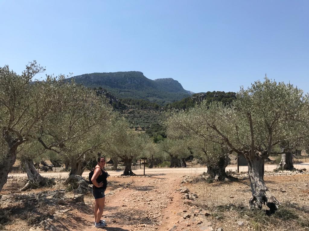 Olive groves in Majorca